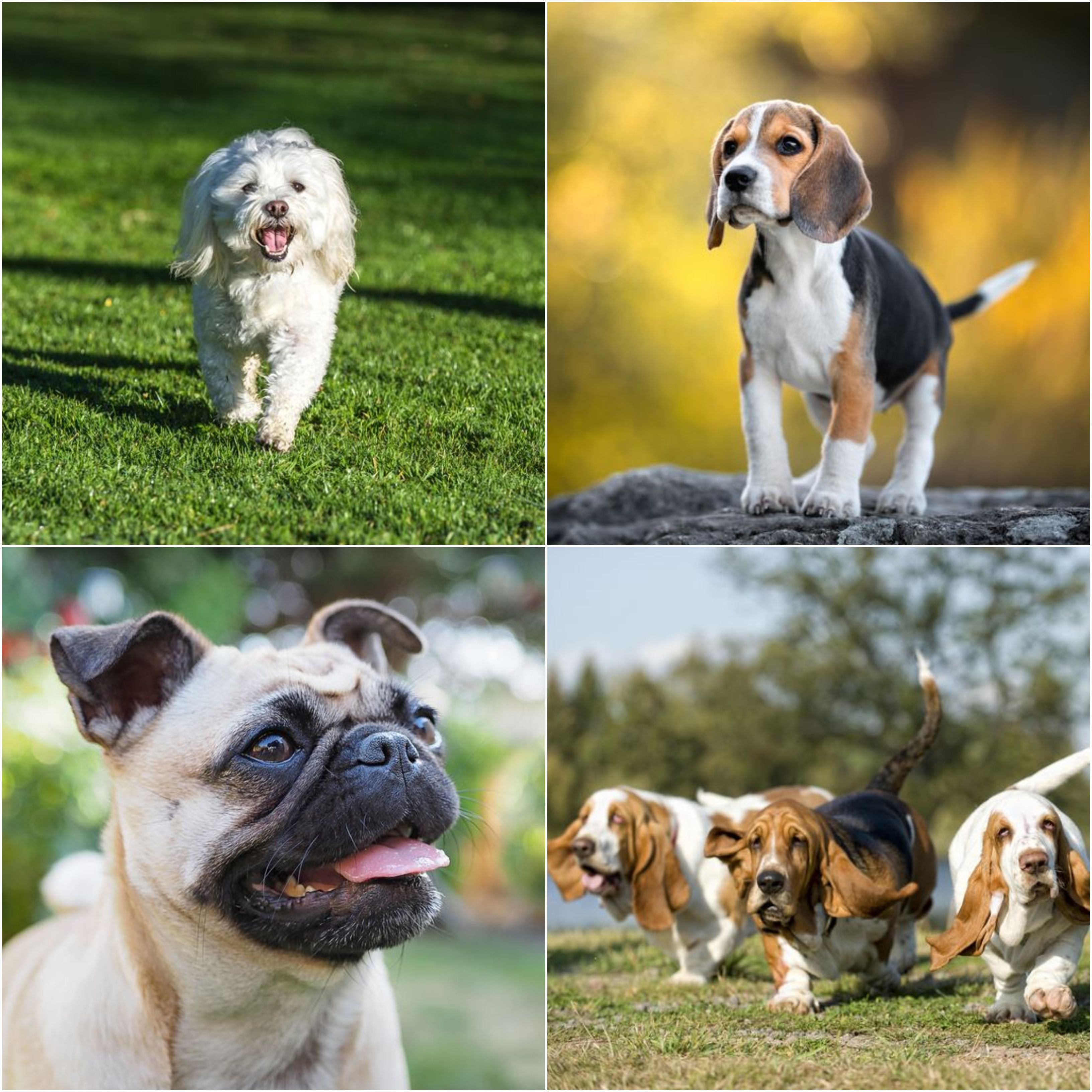 6 Cat Friendly Dog Breeds