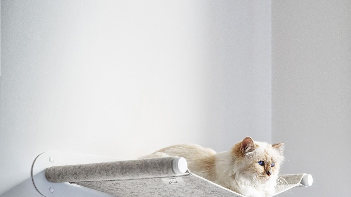 36 Luxury Cat Clothes ideas  cat clothes, cats, luxury cat