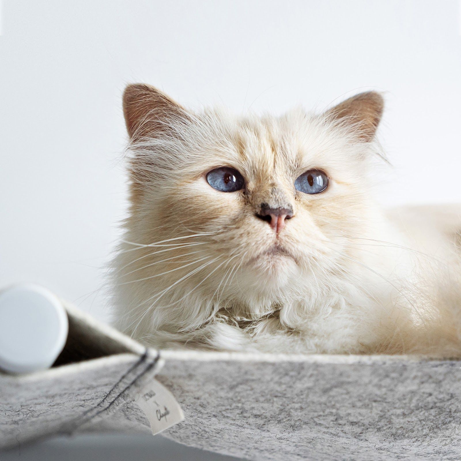 Charm . selling Choupette cat