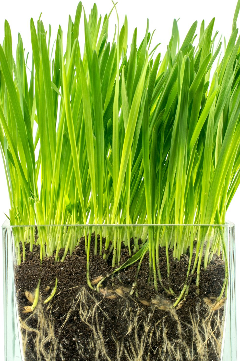 Cat grass in a glass container on a white background