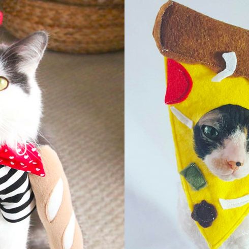 cats in cute costumes