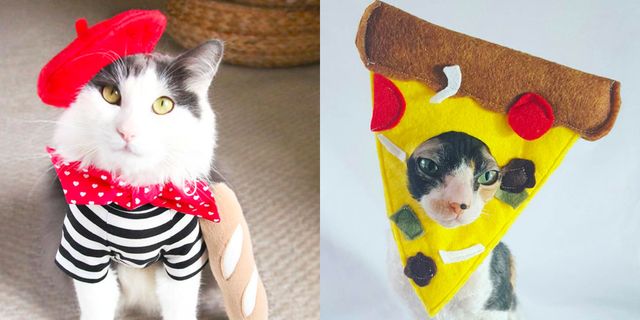 Best Cat Halloween Costumes 2020 - 22 Creative Cat Halloween Costume Ideas