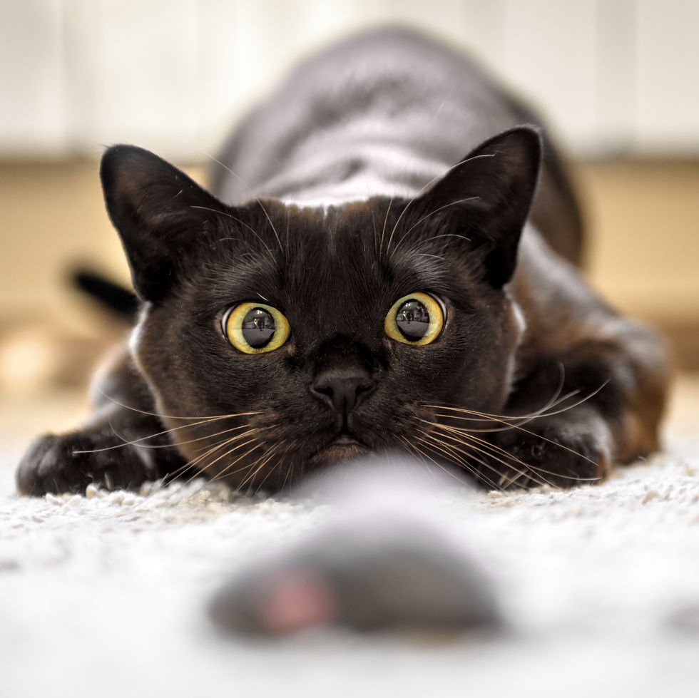 cat hunting to mouse at home, burmese cat face before attack close up