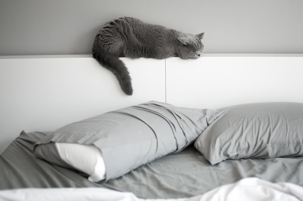 British Short Hair cat napping on bed headboard