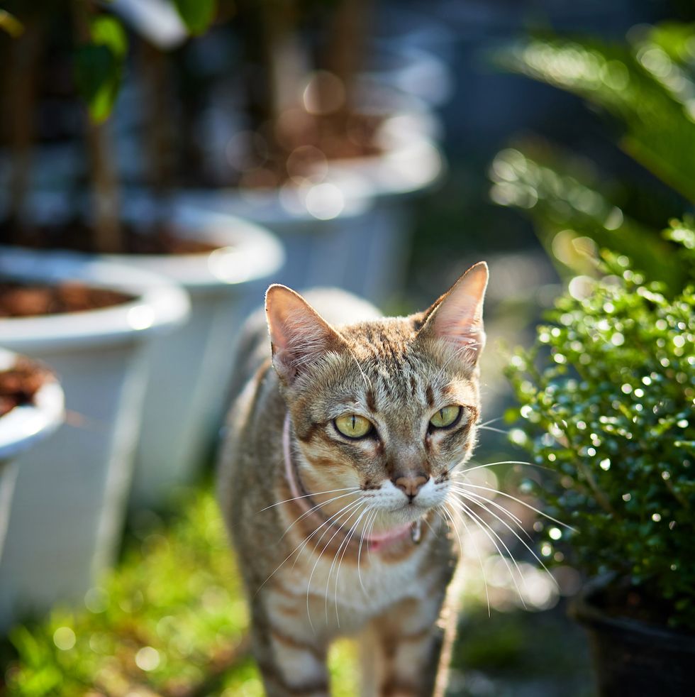how to stop cats pooping in the garden