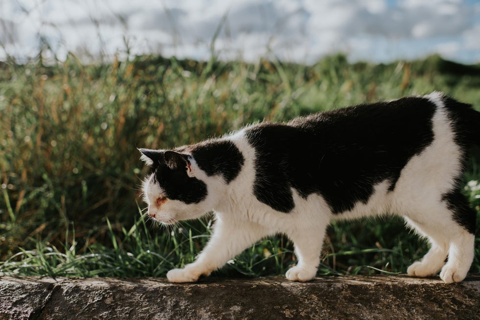 cat walking in the garden