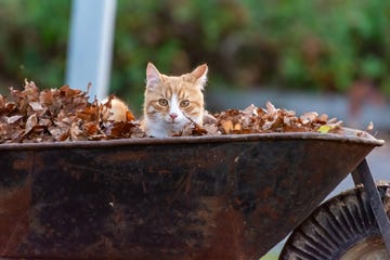 cat in wheelbarrow with leaves