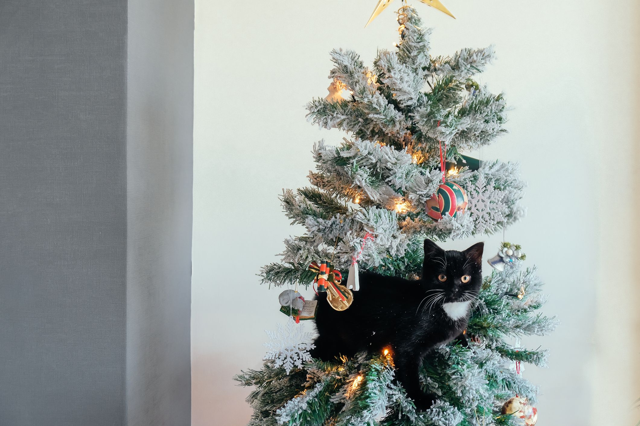 We ve Figured Out How to Keep Your Cat out of the Christmas Tree