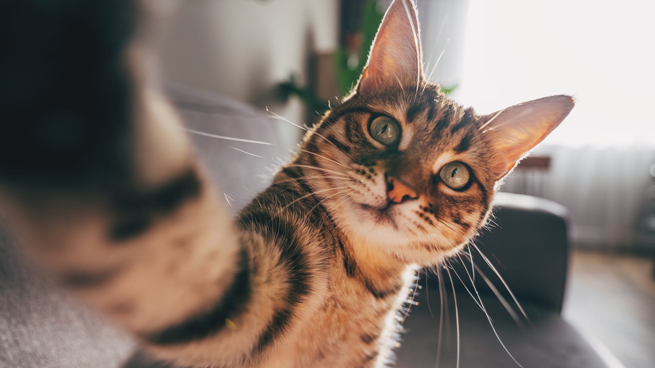 Angry cat keeps couple out of home for hours