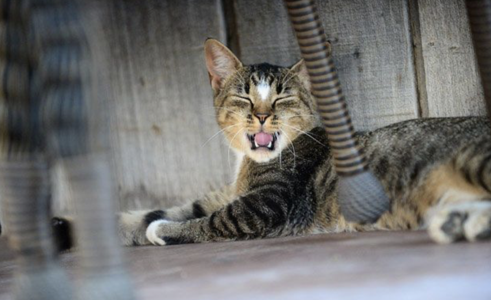 25 Best Cat Instagram Captions - Short and Funny Cat Captions