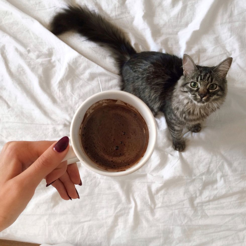 cat looking at coffee cup being held by woman