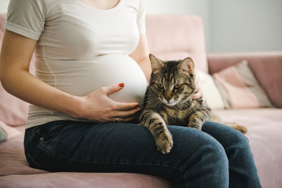 cat lying at on pregnant woman's belly, hands touching a cat