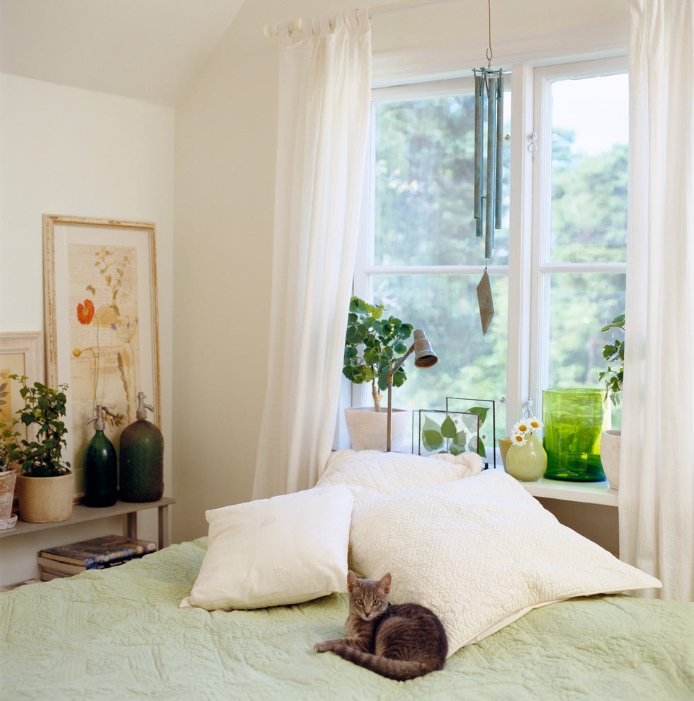 A cat lying on a bed in a bedroom.