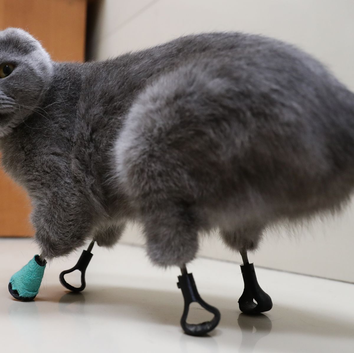 Dymka the Cat | This Hero Cat 3D-Printed Titanium Limbs