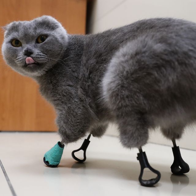 Cat gets 3D printed bionic prosthetic legs in Novosibirsk, Russia