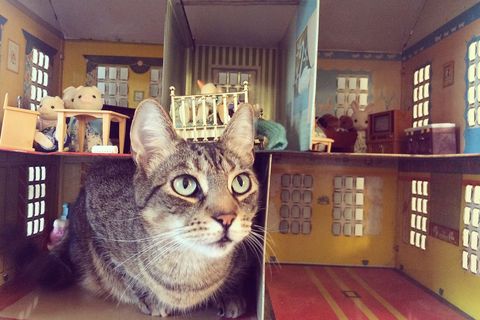 Cat, Small to medium-sized cats, Felidae, Whiskers, Domestic short-haired cat, Asian, European shorthair, Carnivore, Room, Tabby cat, 