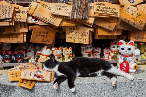 Bij een kattentempel in Japan ligt een echte kat naast beeldjes van wenkende katten manekineko of gelukskatjes