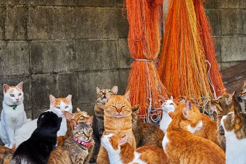 Deze katten leven op een van de ruim tien katteneilanden van Japan Volgens de fotografen zijn Japanse katten zeer vriendelijk tegenover mensen waarschijnlijk omdat ze weten dat mensen hen ook vriendelijk behandelen