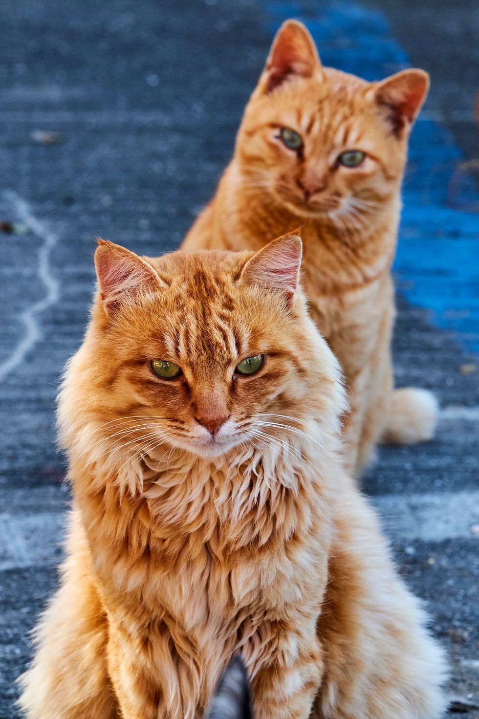 Op een Japans katteneiland tuurt een oranje cyperse kat aandachtig naar een soortgenoot