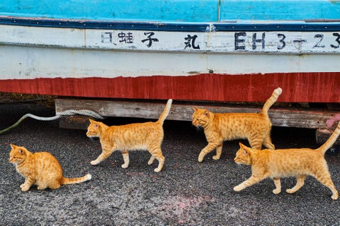 Cyperse katten lopen langs een vissersboot in Japan waar katten volgens de fotograaf een bijzondere band met de vissers hebben