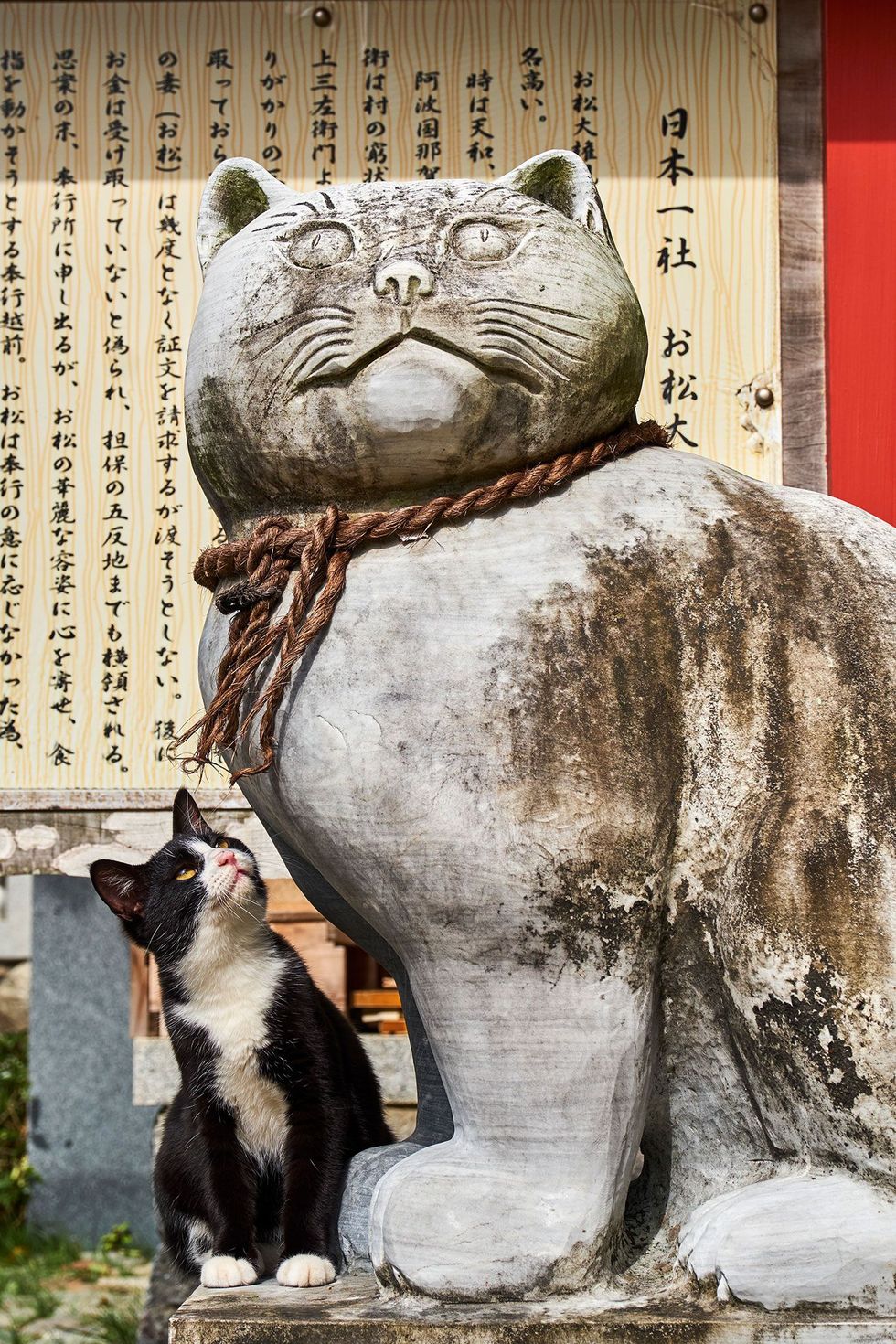 In Tokio staan meerdere tempels die aan katten zijn gewijd In deze heiligdommen kunnen bezoekers standbeeldjes van katten en ook levende katten aanbidden