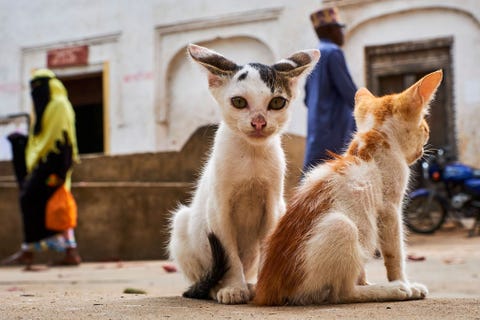 Jonge katjes zitten op straat in het historische centrum van Lamu de oudste Swahilinederzetting van OostAfrika en een Werelderfgoed van de Unesco Met hun tengere kopjes en langere poten onderscheiden de katten op het eiland zich van andere Afrikaanse populaties