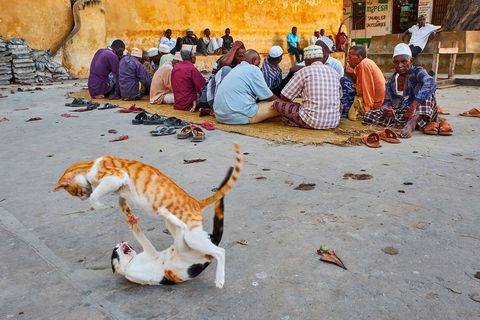 Katten stoeien naast bewoners van het eiland Lamu in Kenia