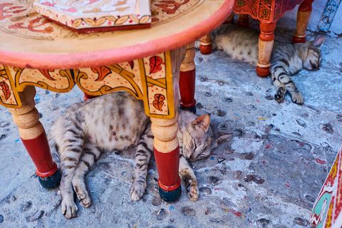 In de straten van Chefchaouen laten slapende katten zich niet storen door voorbijgangers