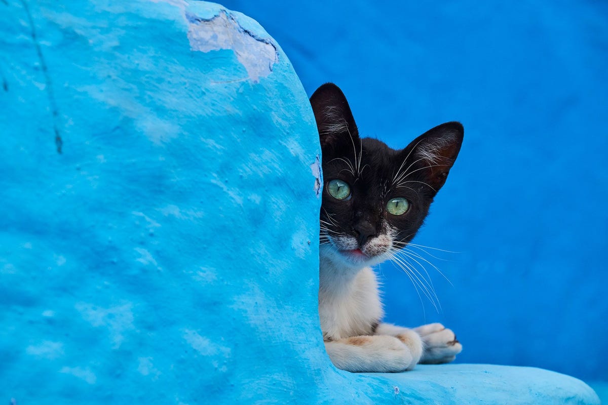 Deze kat neemt een kijkje vanachter een blauw geschilderd muurtje in de NoordMarokkaanse stad Chefchaouen De traditie om huizen blauw te schilderen werd naar verluidt gentroduceerd door de Joden die in 1492 voor de Spaanse Inquisitie naar deze stad vluchtten