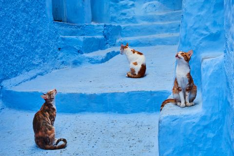 In Chefchaouen Marokko nemen katten de omgeving in zich op