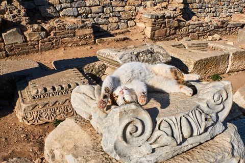 Op een archeologische vindplaats in Turkije rekt een speelse kat zich uit in de zon In Turkije is de islam de overheersende religie en volgens de overlevering preekte de profeet Mohammed met zijn kat op schoot