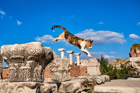 In de OudRomeinse havenstad Efeze zwerven talloze katten rond Tussen de tweeduizend jaar oude runes legde de fotograaf deze lapjeskat in volle sprong vast
