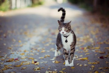 oplettende kat met staart omhoog