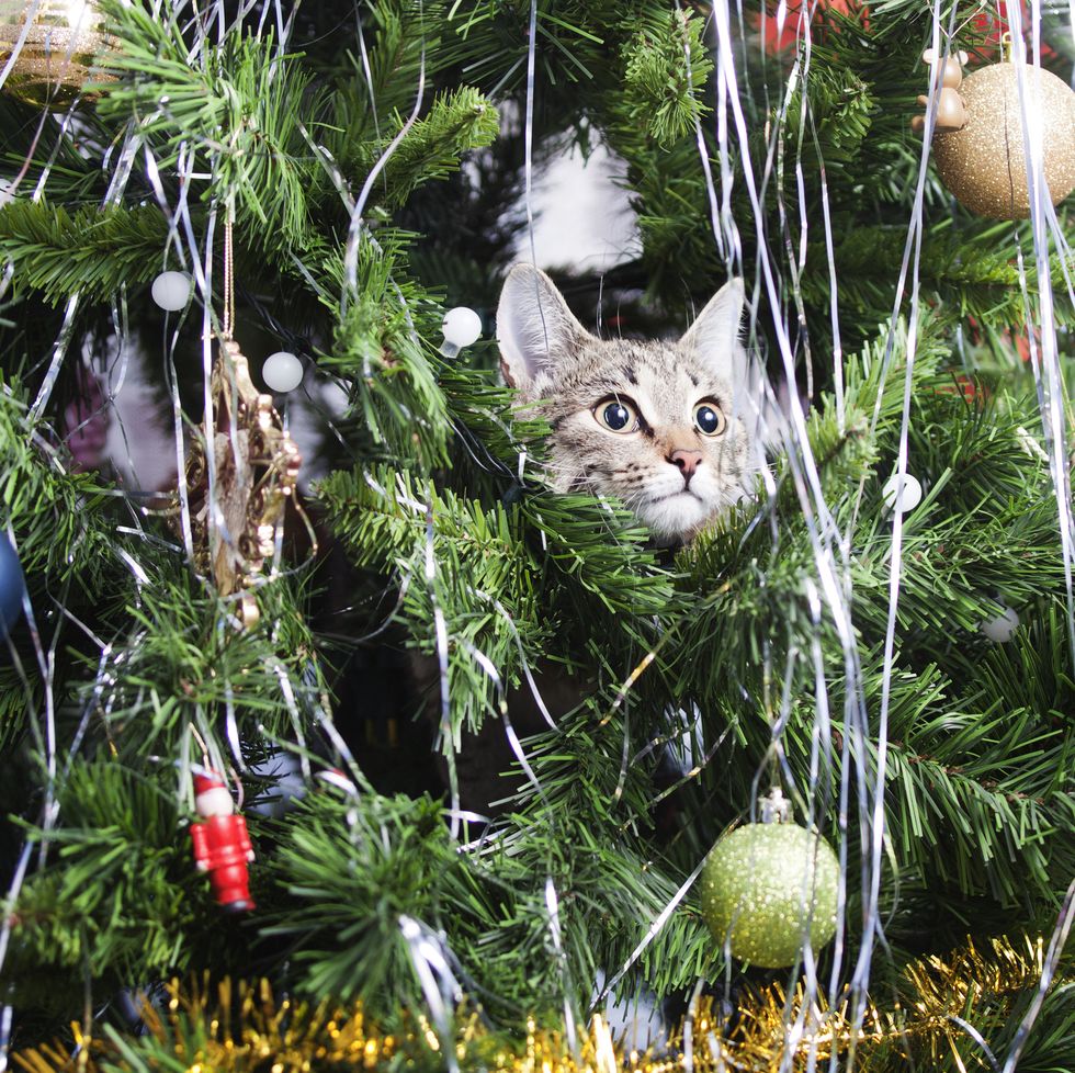 cat on christmas tree new year