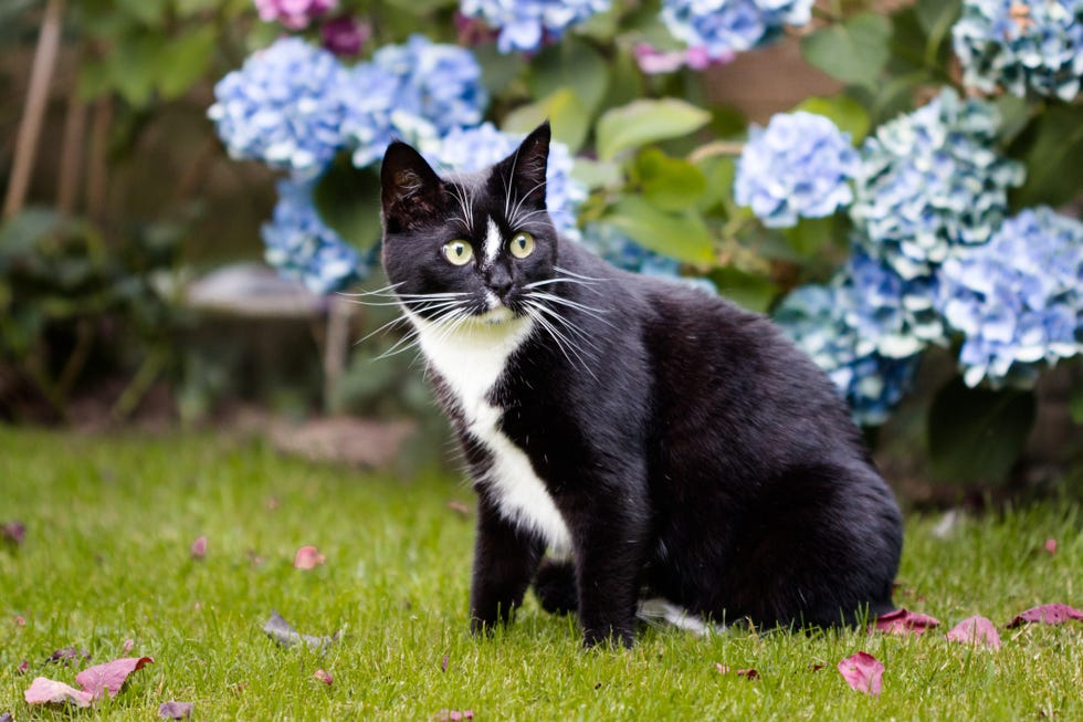 cat outdoors