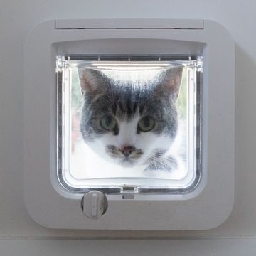 cat peering through a cat flap from outside
