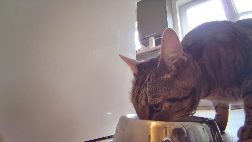 cat camera