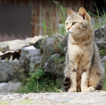 Cat Island in Japan een kat op cat island in japan