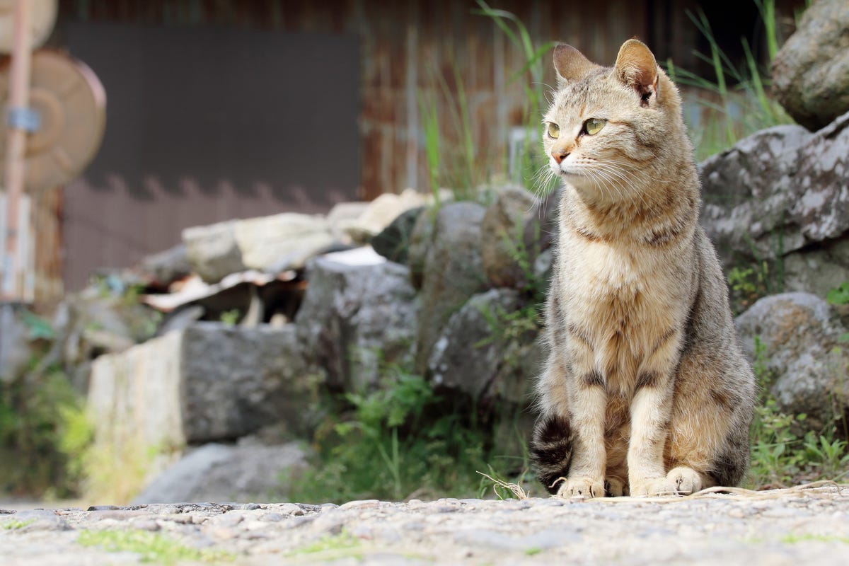 een kat op cat island in japan