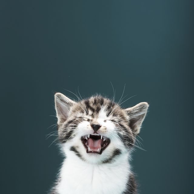 20 Cat Puns - Funny Cat Jokes