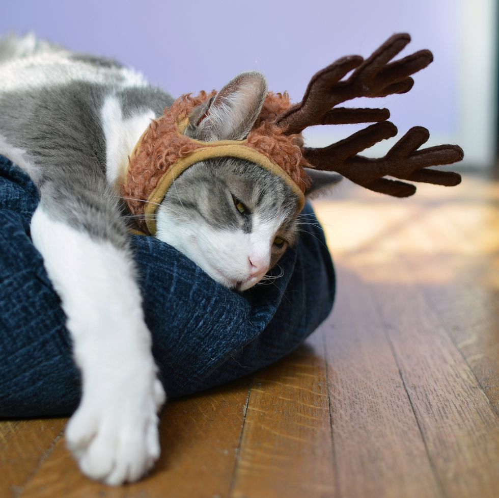 a cat wearing reindeer antlers looking tried and resigned
