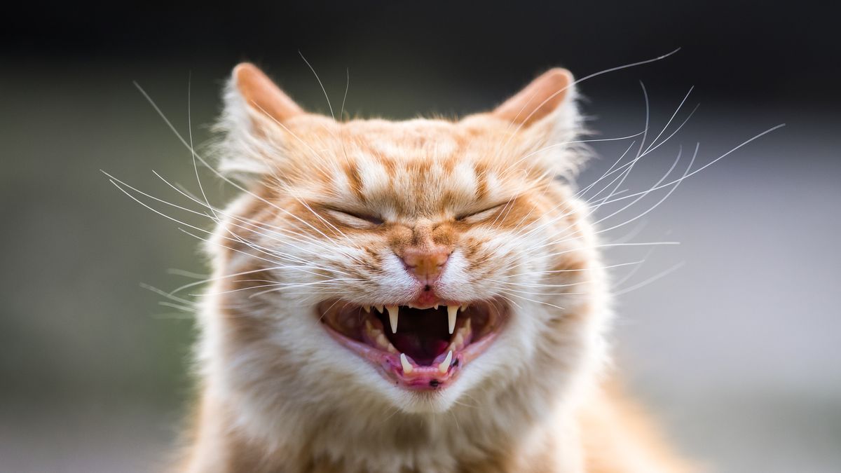 50 Times Felines Pulled a Funny Cat Face