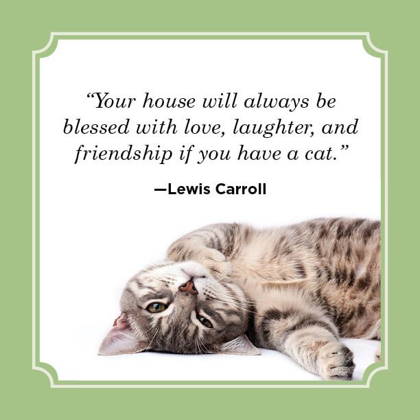 25 Best Cat Quotes 2024 - Funny Cat Quotes