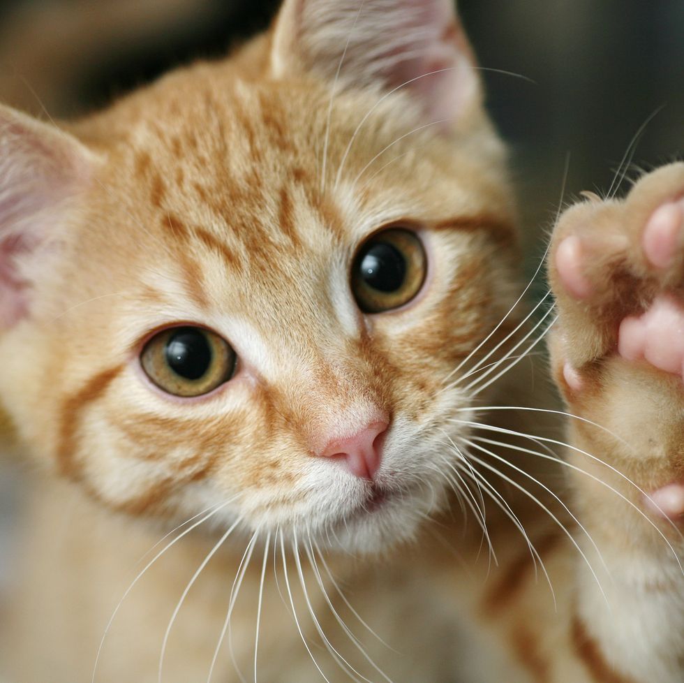 Cat, Mammal, Vertebrate, Whiskers, Small to medium-sized cats, Felidae, Tabby cat, Carnivore, Kitten, Close-up, 
