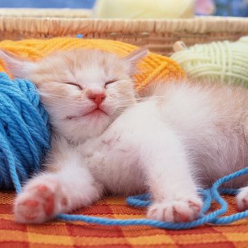 Kitten Sleeps On Balls of Wool
