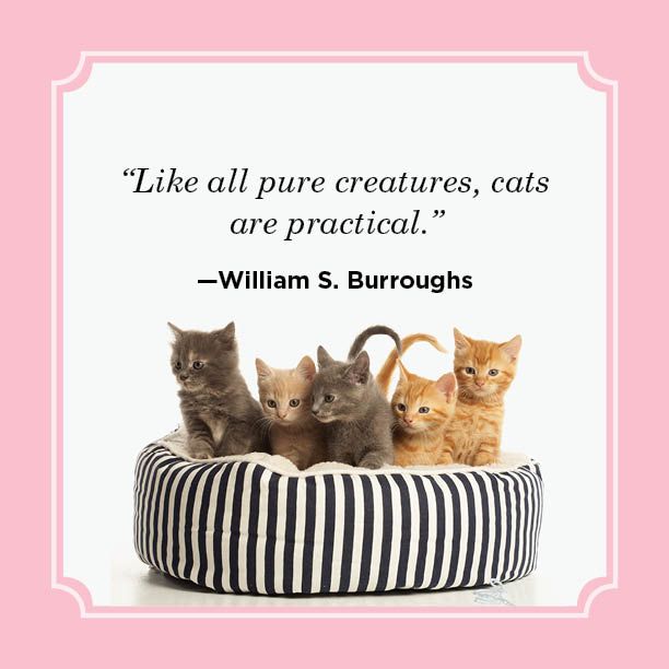 25 Best Cat Quotes 2023 - Funny Cat Quotes