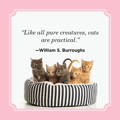 Cat, Felidae, Small to medium-sized cats, Kitten, Whiskers, Carnivore, Photo caption, European shorthair, Tabby cat, Asian, 