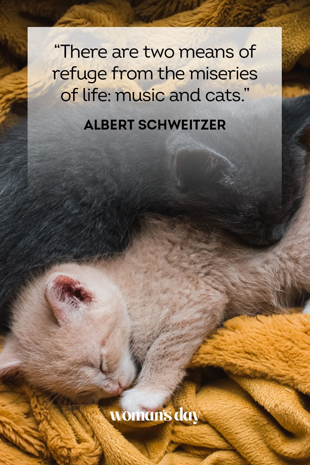 shelter animals quotes