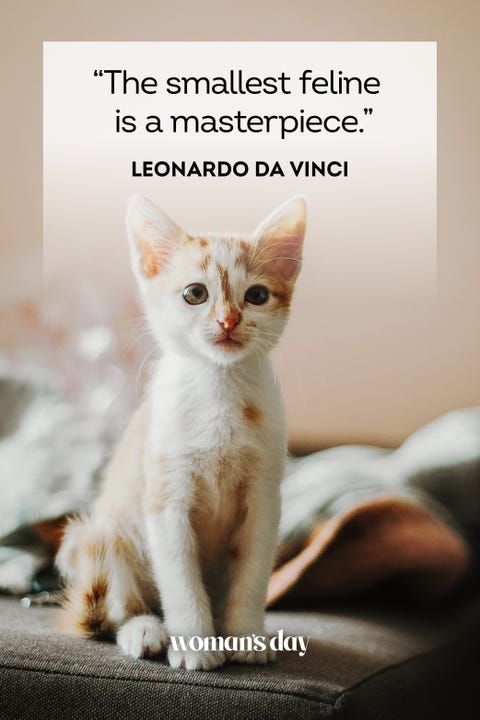 45 Best Cat Quotes - Cute Cat Sayings to Describe Your Kitten 45 Best Cat Quotes - Cute Cat Sayings to Describe Your Kitten