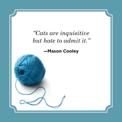 25 Best Cat Quotes 2023 - Funny Cat Quotes 25 Best Cat Quotes 2023 - Funny Cat Quotes